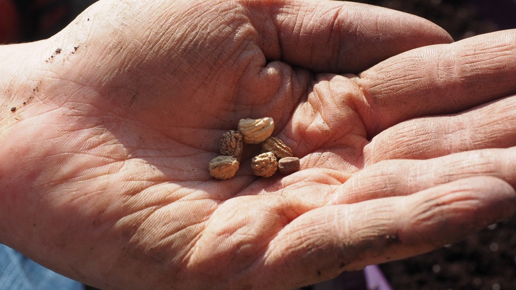 Hemp in Uruguay